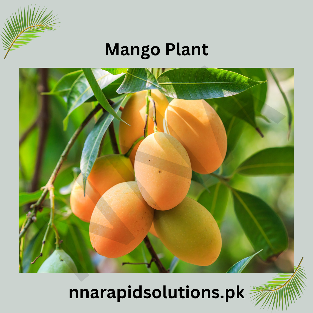 Malda Swarni Mango Plant  1.5 Years Old