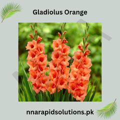 Gladiolus Orange Bulb Fiery Spikes of Vibrant Blooms