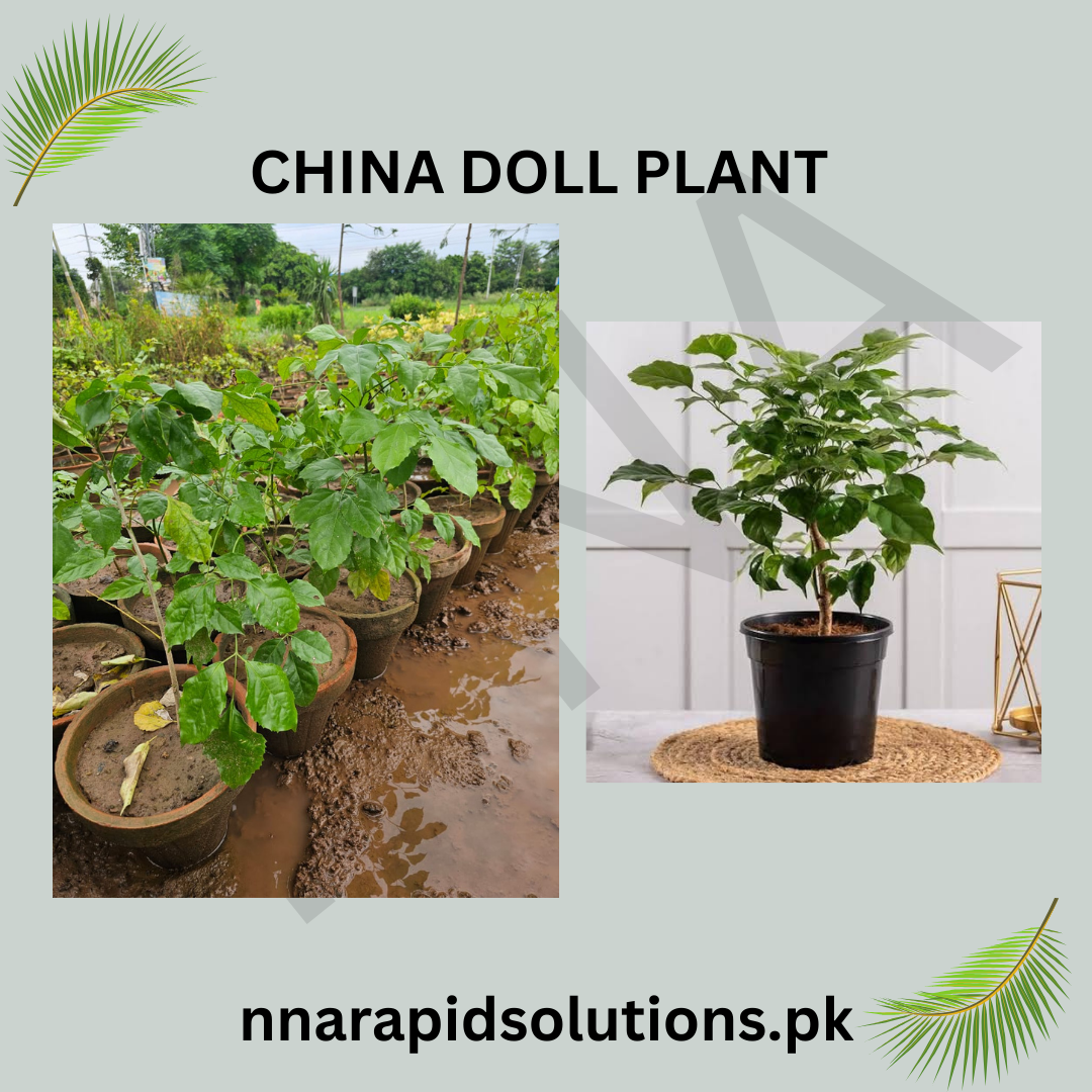 China Doll Plant  Elegant Indoor Beauty with Glossy Leaves