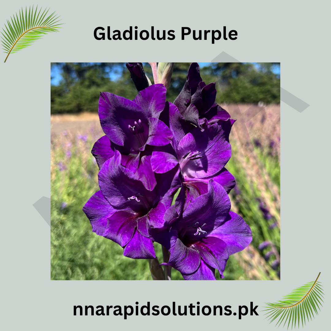 Gladiolus Purple Bulb  Royal Spikes of Elegant Blooms