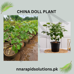 China Doll Plant  Elegant Indoor Beauty with Glossy Leaves