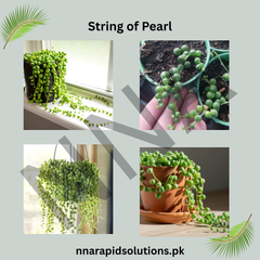 Buy String of Pearls (Large) Succulent Online in Pakistan | Hanging Trailing Plant