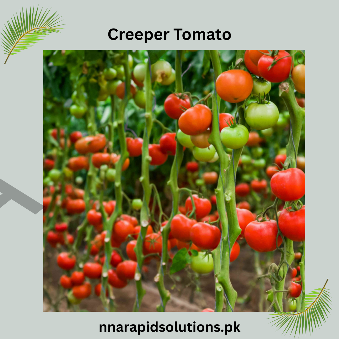 Buy Creeper Tomato (Hybrid) Seeds Online in Pakistan | High Yield Climbing Tomato