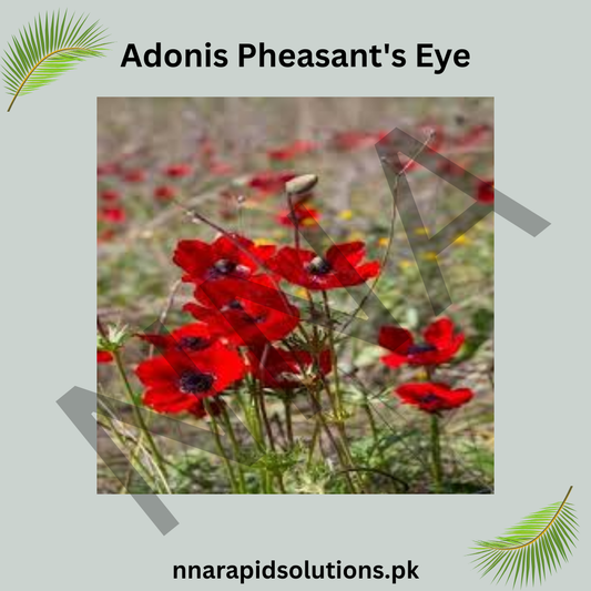 Adonis Pleasant Eye Seeds – Vibrant Summer Flower