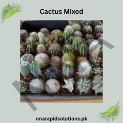 Cactus Mixed Seeds – Assorted Succulent Collection