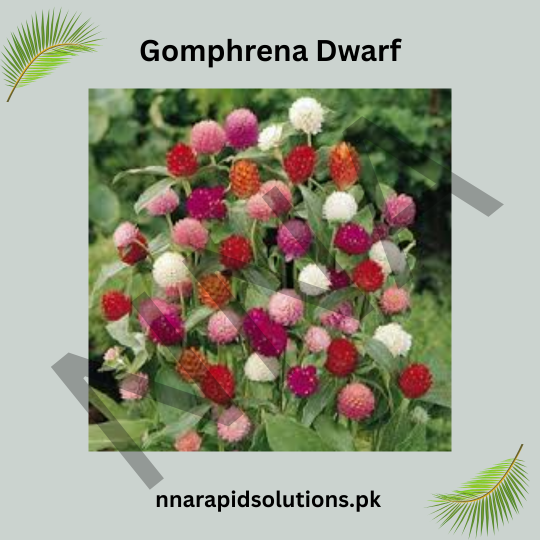 Gomphrena Dwarf Seeds – Compact Colorful Garden Flowers