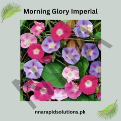 Morning Glory Imperial Seeds – Majestic Blue Climbing Flower