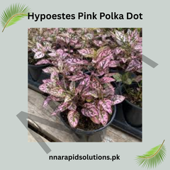 Hypoestes Pink Polka Dot Plant – Colorful Foliage Indoor Plant
