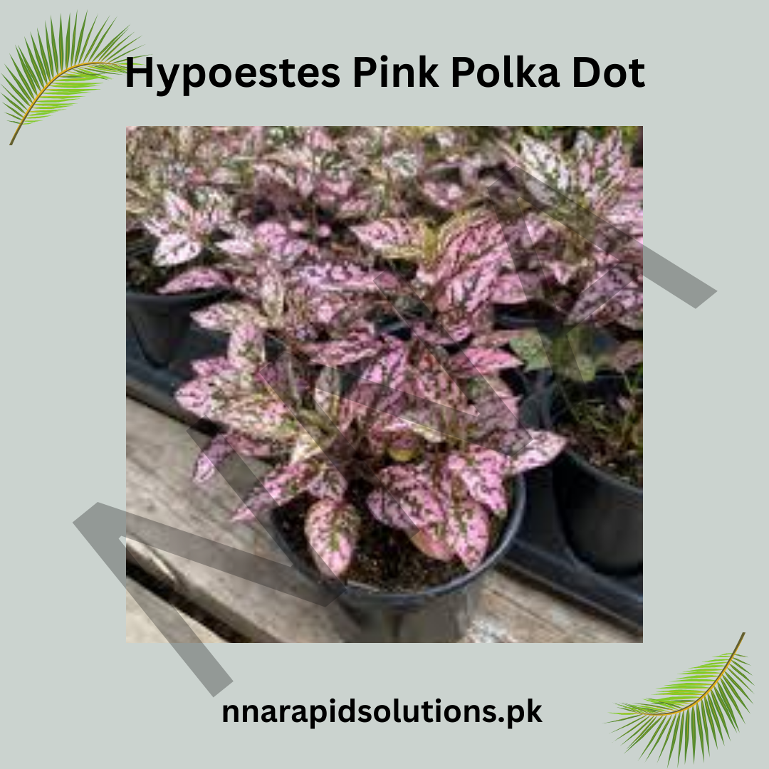 Hypoestes Pink Polka Dot Seeds – Colorful Foliage Indoor Plant