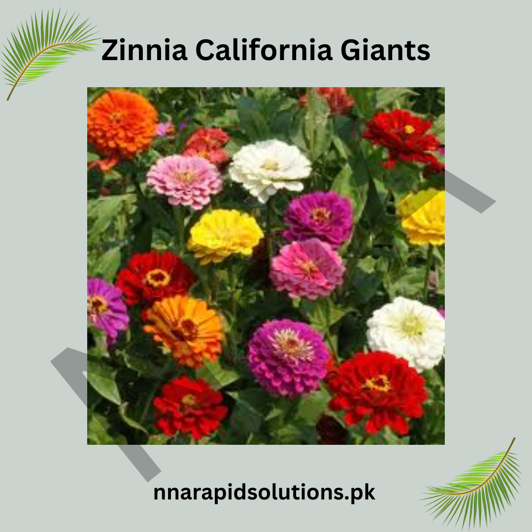Zinnia California Giants Seeds – Extra Large Summer Blooms