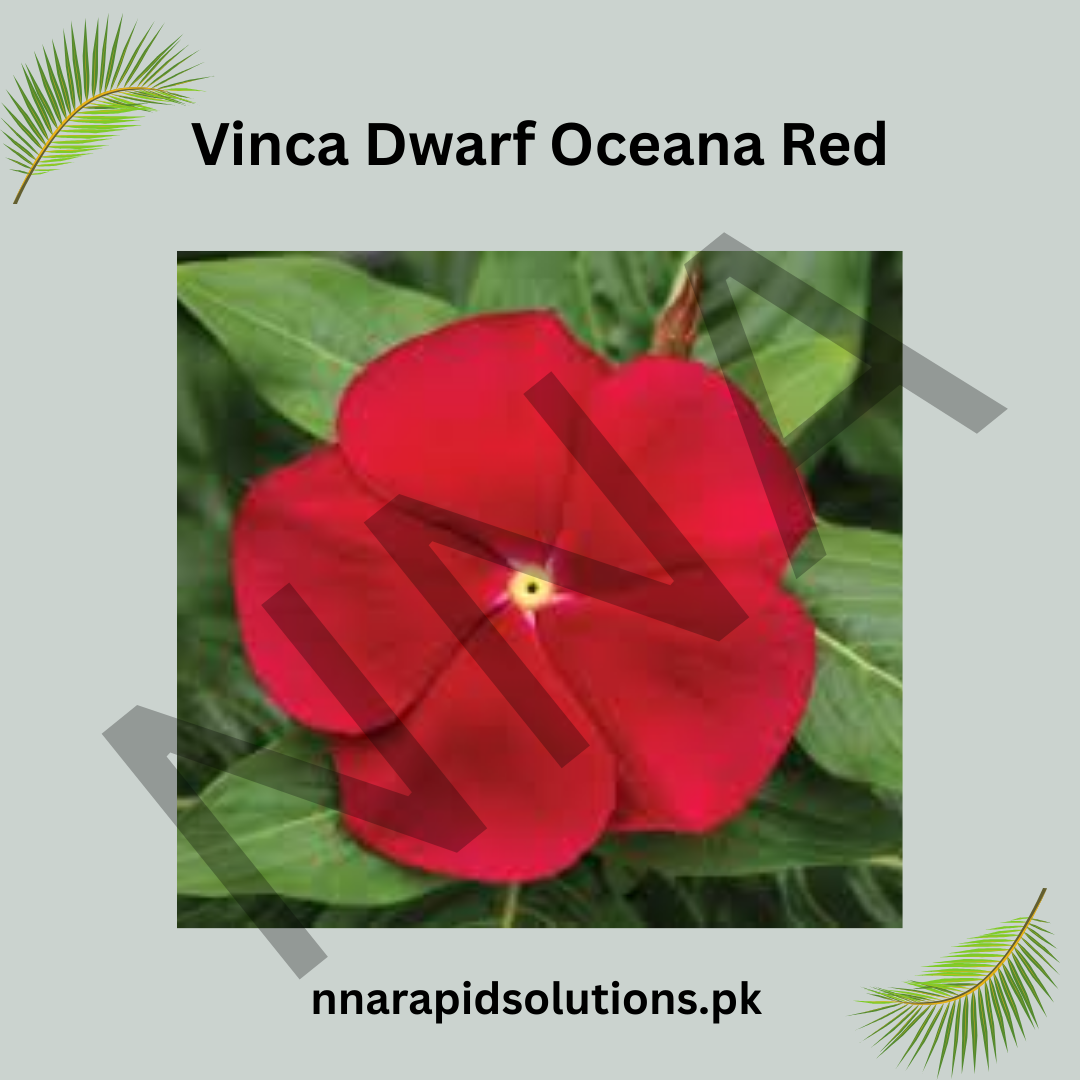 Vinca Dwarf Oceana Red Seeds – Heat Tolerant Summer Flower