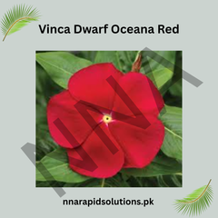 Vinca Dwarf Oceana Red Seeds – Heat Tolerant Summer Flower