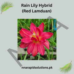 Rain Lily Hybrid Red Lamduan Bulb – Vibrant Red Blooming Rain Lily