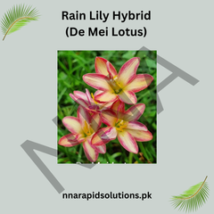Rain Lily Hybrid De Mei Lotus Bulb – Elegant Pink Blooming Rain Lily