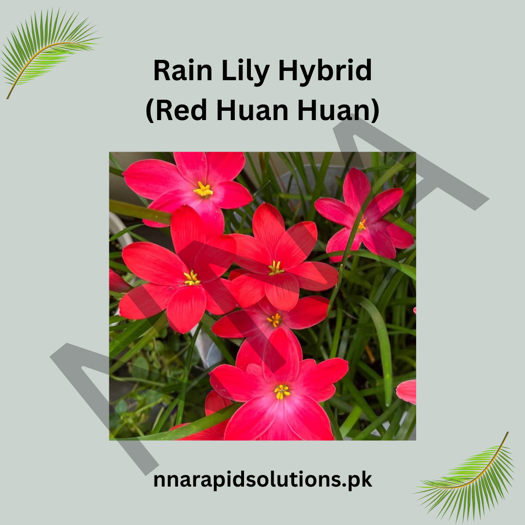 Rain Lily Hybrid Red Huan Huan Bulb – Vibrant Red Blooming Rain Lily