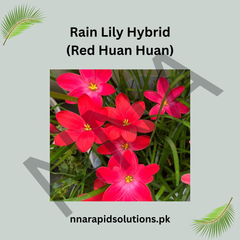 Rain Lily Hybrid Red Huan Huan Bulb – Vibrant Red Blooming Rain Lily