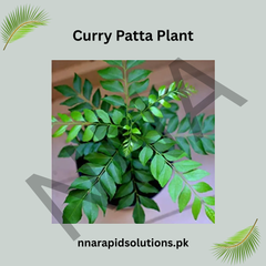 Curry Patta Plant – Fresh Curry Leaf Plant for Home Gardens