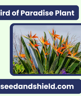 Bird of Paradise Plant – Exotic, Elegant & Statement Indoor/Outdoor Plant