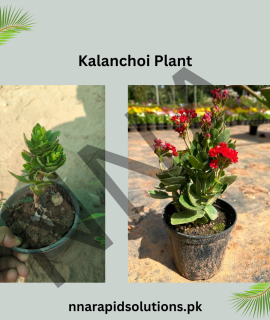 Kalanchoe/Kalanchoi Plant – Long-Lasting Blooming Succulent for Home & Garden