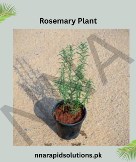 Fresh Rosemary Plant – Aromatic, Medicinal & Easy to Grow