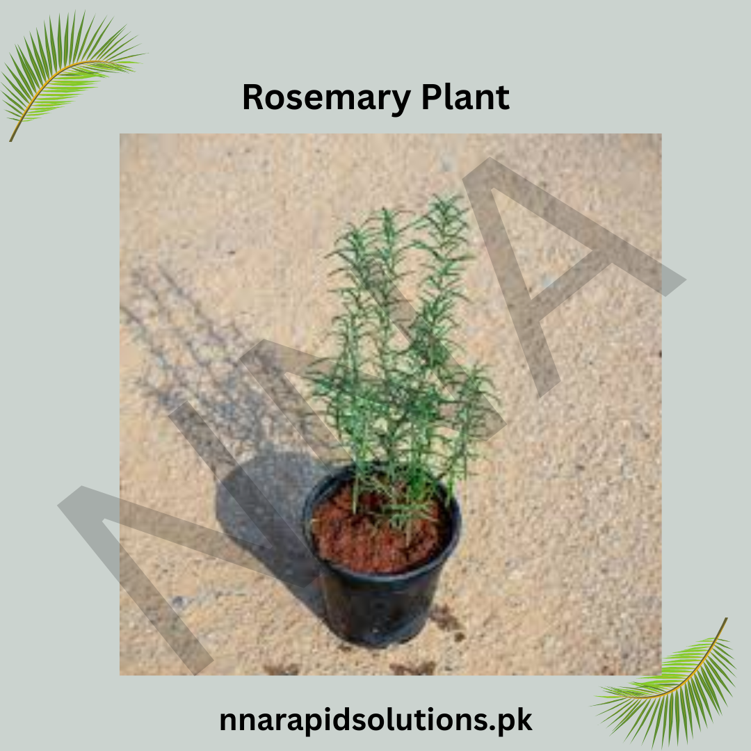 Fresh Rosemary Plant – Aromatic, Medicinal & Easy to Grow