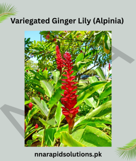 Variegated Ginger Lily (Alpinia) – Stunning Foliage & Tropical Charm