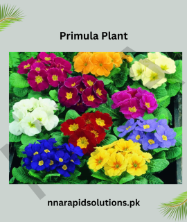 Primula Plant – Winter–Spring Blooming Beauty