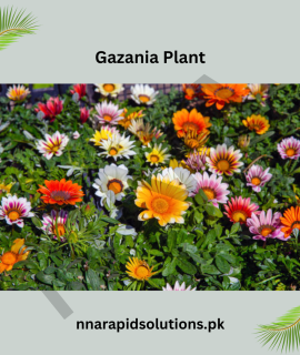Gazania Plant – Bright & Long-Lasting Blooms