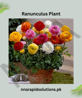 Ranunculus Plant – Grown from Seeds (Winter–Spring Bloomer)