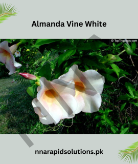 White Almanda/Allamanda Vine Plant | Flowering Climber for Home & Garden