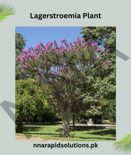 Lagerstroemia Plant (Crape Myrtle) – Long-Blooming Ornamental Tree