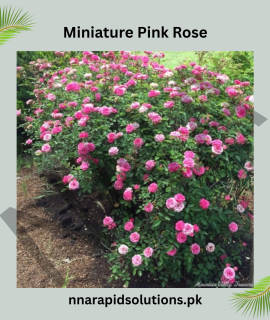 Miniature Pink Rose Plant – Compact, Beautiful & Ever-Blooming