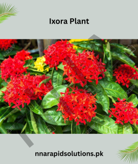 Small Ixora Red Plant | Evergreen Flowering Shrub for Gardens
