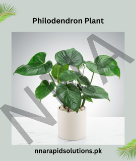 Philodendron Plant – Elegant, Air-Purifying & Low Maintenance